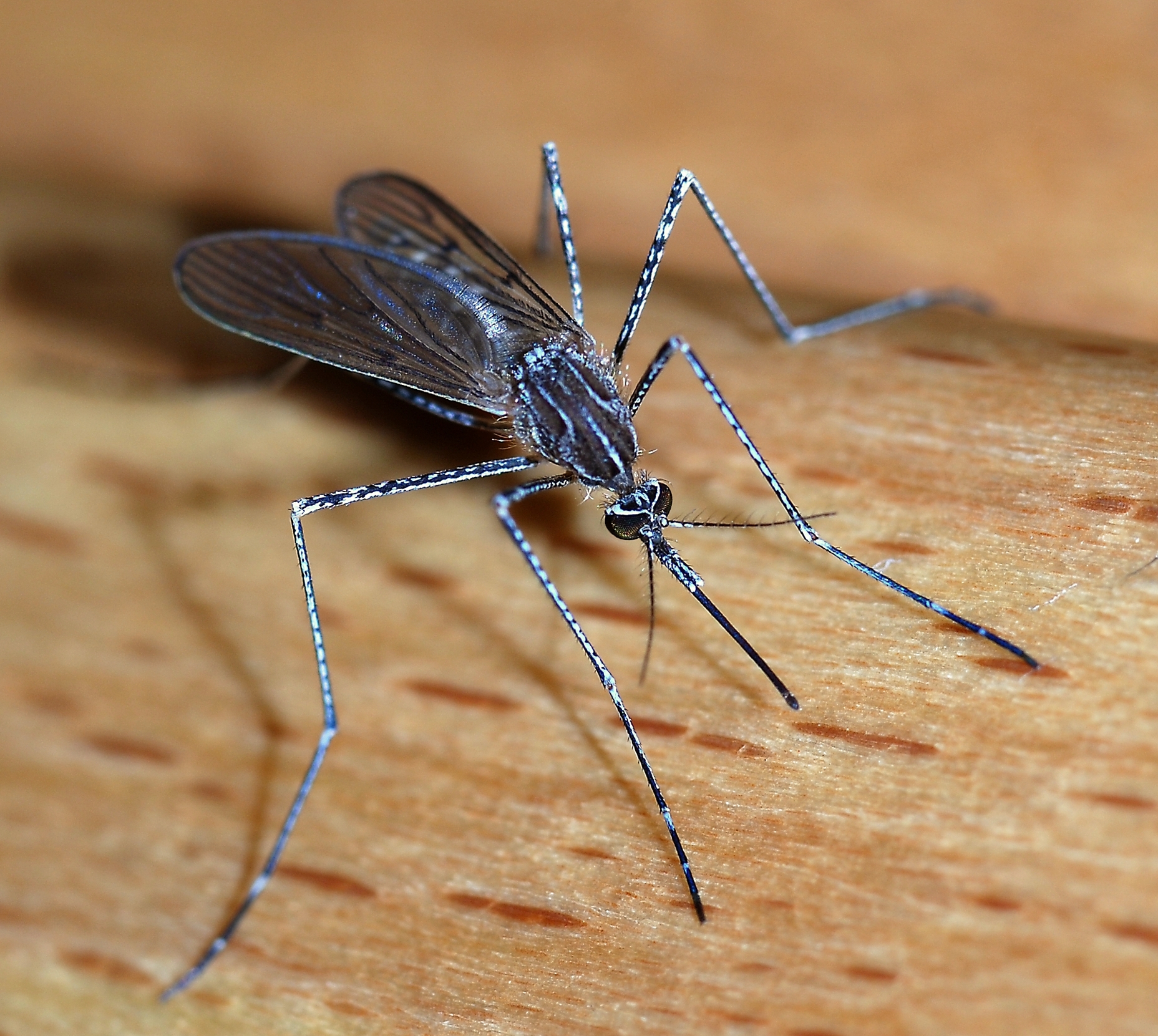 Nationwide alert issued in the US as five residents get malaria from mosquito bites in Florida and Texas.